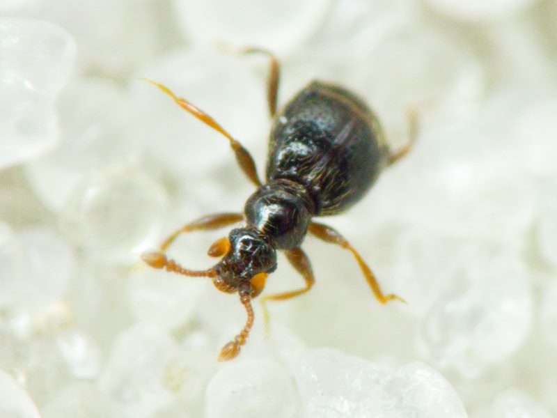 Bryaxis Kugelann, 1794